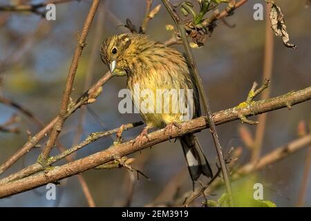 Zaunammer Bunting (Emberiza Cirlus) Stockfoto