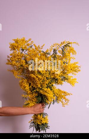 Frauen Tag Mimosa. Vertikales Bild des Armes mit gelben Herz geformt Mimosa Blumenstrauß auf weißem Hintergrund. Kopieren Raum Stockfoto