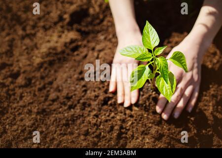 Menschliche Hände, die sich um einen Sämling im Boden kümmern Stockfoto