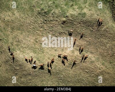 Draufsicht Luftaufnahme von Drohne einer Wiese mit Pferde im Bergtal in Kasachstan Stockfoto