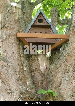 Eine Eulenkiste sitzt hoch oben in einem Baum Großbritannien Stockfoto