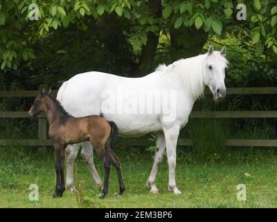 Eine schöne Stute und Fohlen zusammen in einem Paddock. Stockfoto