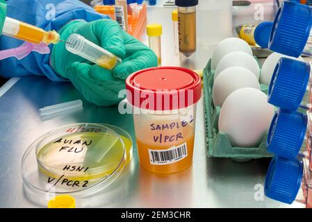 Wissenschaftliche Probenahme von Eiern in schlechtem Zustand, Analyse der Vogelgrippe beim Menschen, konzeptuelles Bild Stockfoto