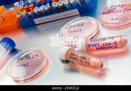 Bat Coronavirus ZC45 auf Petrischale, COVID-19 Studie im Labor, konzeptuelles Bild Stockfoto