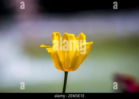 Bunte Blumen im Frühling Stockfoto