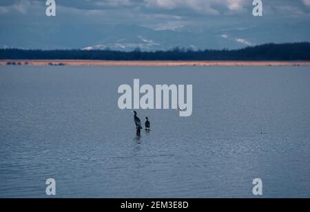 Kormorane am See Paliastomi - Kolkheti Nationalpark, Georgia. Stockfoto