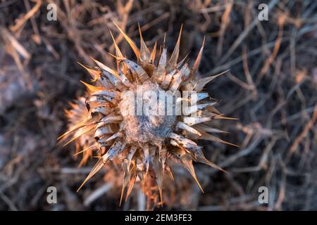 Mediterrane Milchdistel (Silybum marianum), getrocknet durch die Sommerhitze Stockfoto