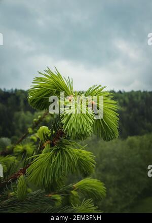 Nahaufnahme von neuen Knospen und Eicheln auf Nadelästen. Junge Tannenbäume wachsen auf, wenn der Frühling in den Bergen kommt. Saisonaler Hintergrund wi Stockfoto