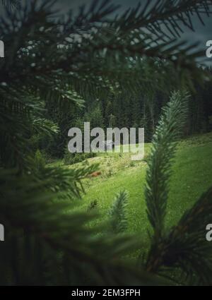 Alte Holzhütte auf einer Wiese in der Nähe des Nadelwaldes, wie durch die Tannenzweige gesehen. Malerische und stimmungsvolle Frühlingsszene in der Moun Stockfoto