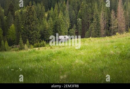 Idyllische Frische, Frühlingsszene in den Karpaten. Kleines Holzhaus zwischen einer grünen Wiese und Nadelwald. Malerischer saisonaler Hintergrund