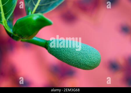 Jackfruitblüten wachsen aus dem Stamm auf kurzen Stielen. Die männlichen Blüten befinden sich höher auf dem Baum über den weiblichen Blüten Stockfoto