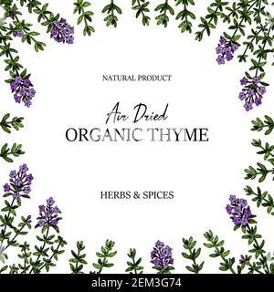 Handgezeichneter Thymianrahmen. Vektorgrafik isoliert auf Weiß. Botanische Kräuterpflanze im vintage farbigen Skizzenstil. Thymus vulgaris. Stock Vektor