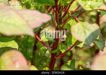 Rote Amaranth Blätter und Stängel werden häufig nach dem Kochen gegessen In einer Art und Weise ähnlich Spinat, die als kultiviert werden Gemüse Stockfoto