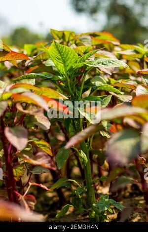 Stängel und Blätter sind glatt und haarlos, manchmal glänzend im Aussehen. Rote Amaranth ist ein gutes Beispiel für Wurzel-zu-Stamm Kochen Stockfoto