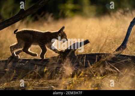 Kleiner Luchs von der Seite, der auf einem umgestürzten Baumstamm läuft. Silouhette des kleinen Luchses im Morgen goldenes Licht. Stockfoto