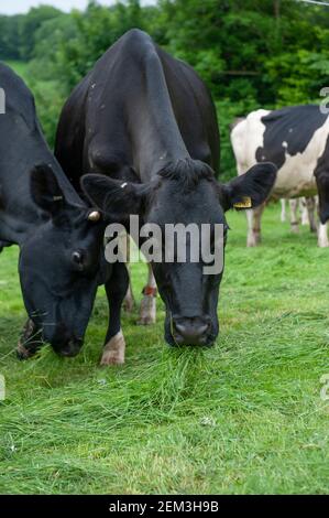 Milchkühe essen Gras aus nächster Nähe Stockfoto