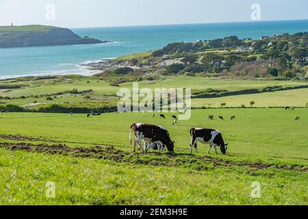 Milchkühe grasen am Rande der cornish Küste Stockfoto