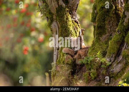 Sitzen kleine Luchs Junge in einem moosigen Baum mit roten Pelzbaum im Hintergrund und golden langen Gras auf einem Boden. Stockfoto