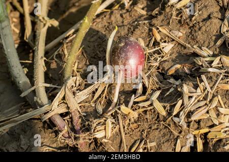 Die Kartoffelfrucht ist der Teil der Kartoffelpflanze, die nach der Blüte eine giftige grüne Kirsche Tomate-ähnliche Frucht produziert Stockfoto