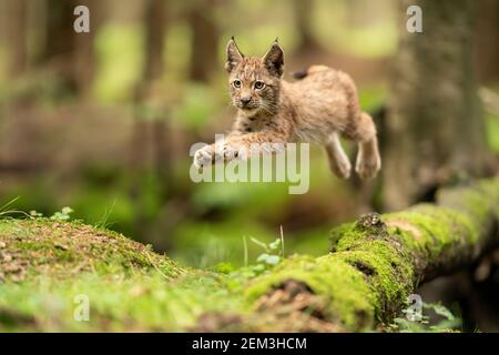 Luchs-Junge springt aus gefallener moosiger Baumstamm. Action Tier erschossen. Gefrorener Sprung. Stockfoto