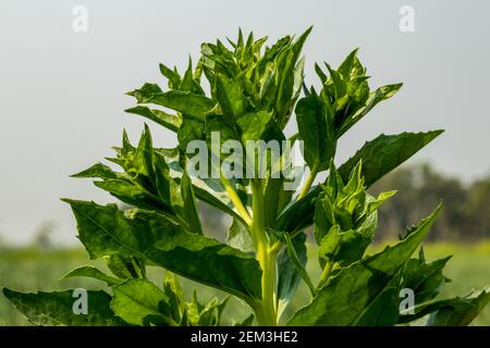 Der Dorn Blatt und es hat so viele gemeinsame Namen, wie Milch Thistle, Mary Thistle, und bunte Thistle, Marian Thistle, Mittelmeer Stockfoto