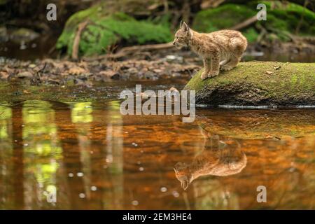 Fokussierter Luchs Junge auf dem Stein im Wald mit Reflexion im Bach. Stockfoto