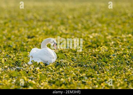 Ludwigshafen, Deutschland. Februar 2021, 24th. Ein weißer Schwan steht auf einem Feld in der Nähe von Ludwigshafen. Quelle: Uwe Anspach/dpa/Alamy Live News Stockfoto