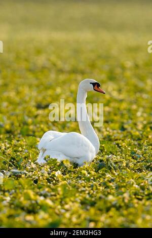 Ludwigshafen, Deutschland. Februar 2021, 24th. Ein weißer Schwan steht auf einem Feld in der Nähe von Ludwigshafen. Quelle: Uwe Anspach/dpa/Alamy Live News Stockfoto