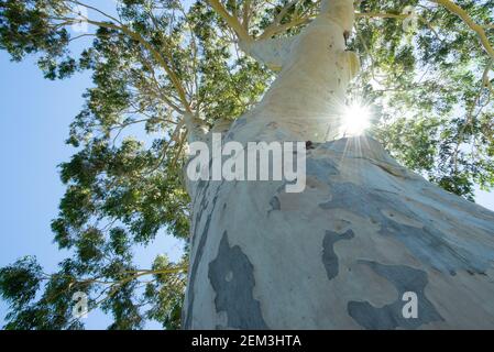 Ein großer Eukalyptusbaum ragt zum Licht in Japanese Garden Cowra. Stockfoto