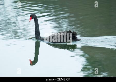 Seltener schwarzer Schwan, der über einen See in Woburn, England, schwimmend ist Stockfoto