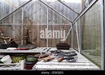 In einem Gewächshaus Wurzel Beschneiden und repotting ein Feld Ahorn, Acer campestre Bonsai im späten Winter frühen Frühling, bevor es beginnt, in Knospe kommen, Nordamp Stockfoto