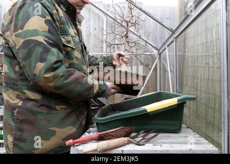 In einem Gewächshaus Wurzel Beschneiden und repotting ein Feld Ahorn, Acer campestre Bonsai im späten Winter frühen Frühling, bevor es beginnt, in Knospe kommen, Nordamp Stockfoto