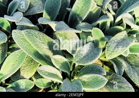 Stachys byzantina or woolly hedgenettle on flowerbed. Lamb's ears with gray-silver colored leaves with silky hairs on sunny day. Natural background Stockfoto