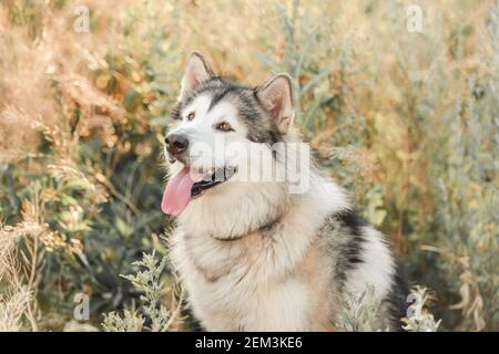 Niedlicher Hund im hohen Gras Stockfoto