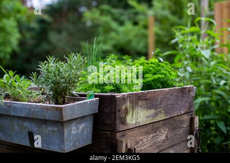 Blick auf ein Kraut im Garten. Stockfoto