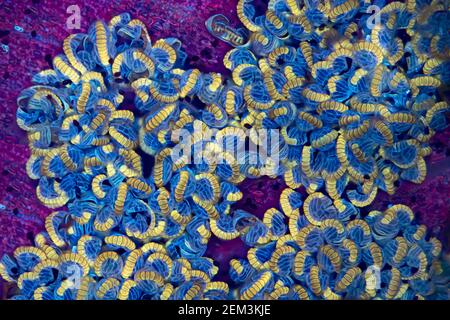 Farn Sporangia, fluoreszierendes Bild, UV-Anregung, mikroskopisches Bild, Vergrößerung x16 bezogen auf 35 mm, Deutschland Stockfoto