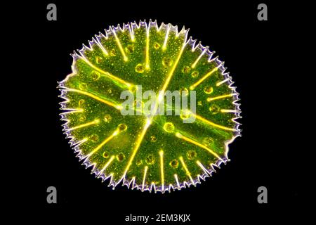 Micrasterias (Micrasterias rotata), einzellige Grünalge, Dunkelfeld mikroskopisches Bild, Vergrößerung x100 bezogen auf 35 mm Stockfoto