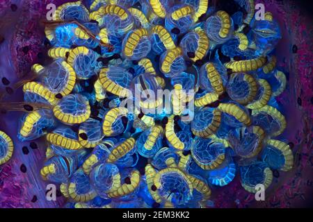 Farn Sporangia, fluoreszierendes Bild, UV-Anregung, mikroskopisches Bild, Vergrößerung x28 bezogen auf 35 mm, Deutschland Stockfoto