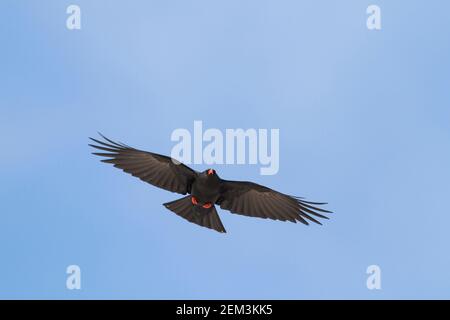 Kanareninsel Rotschnabelchugh (Pyrrhocorax pyrrhocorax barbarus), Erwachsene im Flug, Marokko Stockfoto