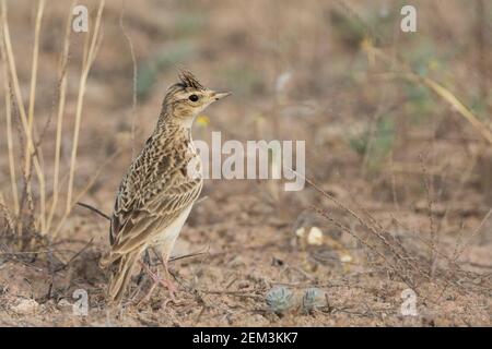 Orientalische Himmelslerche, Orientalische Feldlerche (Alauda gulgula inconsticua, Alauda inconsticua), Männchen auf dem Boden im Brutgebiet, Tadschikistan Stockfoto