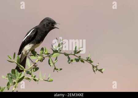 Harter-Steinechat (Saxicola caprata rossorum, Saxicola rossorum), Erwachsene singende männliche Person, Tadschikistan Stockfoto