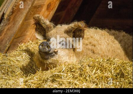 Mangalica, Mangalitsa, Mangalitza, Wooly Schwein (Sus scrofa f. domestica), liegend auf Wurf, Deutschland Stockfoto