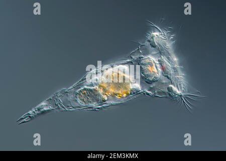 Rotifer (Synchaeta spec.), Differential Interference Contrast Microscope image, Vergrößerung: X 50 bezogen auf 36 mm, Deutschland Stockfoto