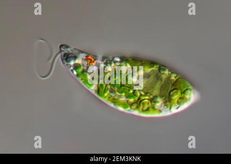 Euglenoid-Flagellat (Euglena gracilis), Differential Interference Contrast Microscope image, Vergrößerung: X250 bezogen auf 35 mm, Deutschland Stockfoto