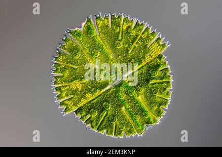 Micrasterias (Micrasterias rotata), einzellige Grünalge, differentielles Interferenzkontrast-Bild, Vergrößerung x100 bezogen auf 35 mm Stockfoto