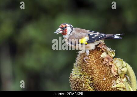 Eurasischer Goldfink (Carduelis carduelis), sitzend auf einer Sonnenblumenfütterung, Deutschland, Baden-Württemberg Stockfoto