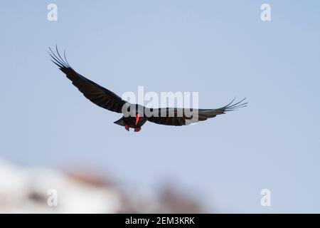 Kanareninsel Rotschnabelchugh (Pyrrhocorax pyrrhocorax barbarus), Erwachsene im Flug, Marokko Stockfoto