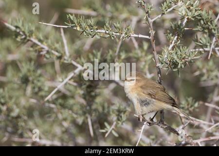 östlicher Riff-Spreu, Bergdorn (Phylloscopus sindianus, Phylloscopus sindianus sindianus), Sitzhaltung in einem stacheligen Busch, Seitenansicht, Tadschikistan Stockfoto