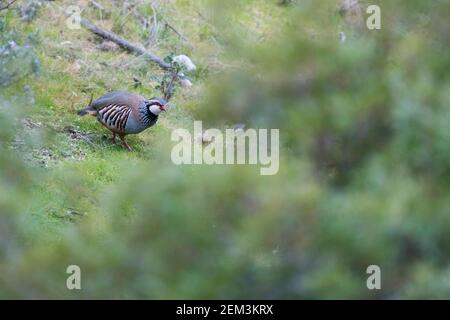 Spanisches Rotbeinige Rebhuhn (Alectoris rufa hispanica, Alectoris hispanica), in seinem Lebensraum, Spanien Stockfoto