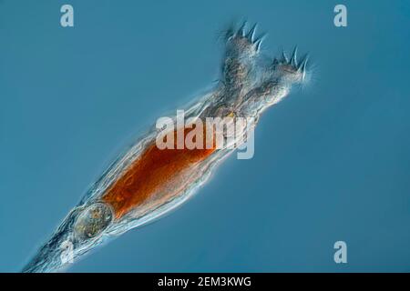 Rother (Philodina roseola), Differential Interference Contrast Microscope image, Vergrößerung: X 50 bezogen auf 36 mm, Deutschland Stockfoto